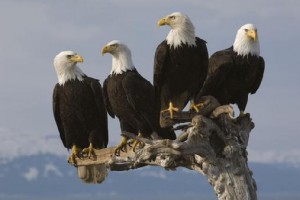 bald_eagles-439